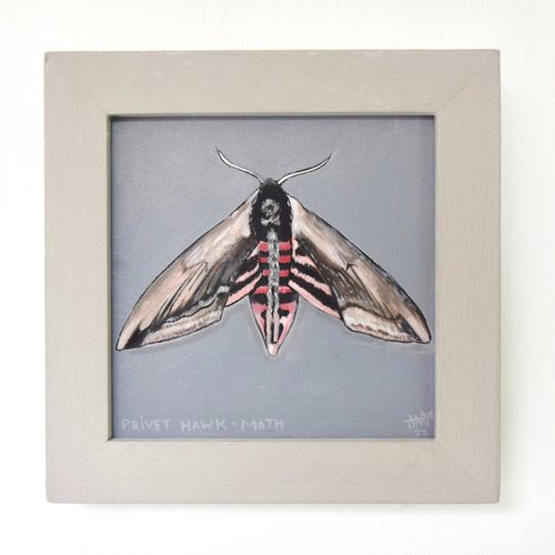 Privet Hawk Moth by Jem Gooding