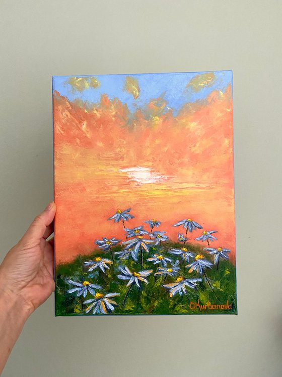 Daisy field at sunset