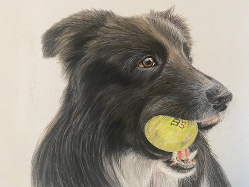 Collie dog by Maxine Taylor