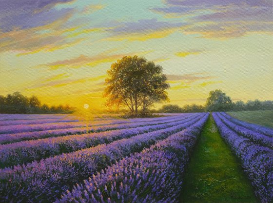 Lavender evening