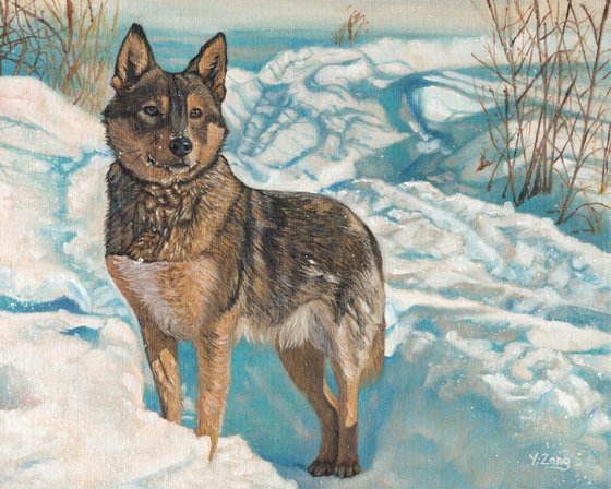 German shepherd in snow field