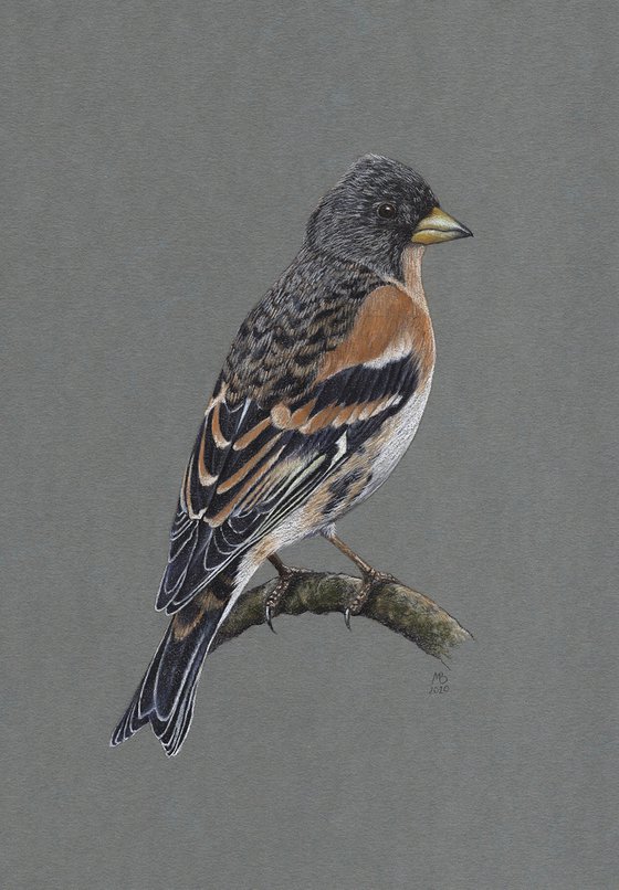 Original pastel drawing bird "Brambling"