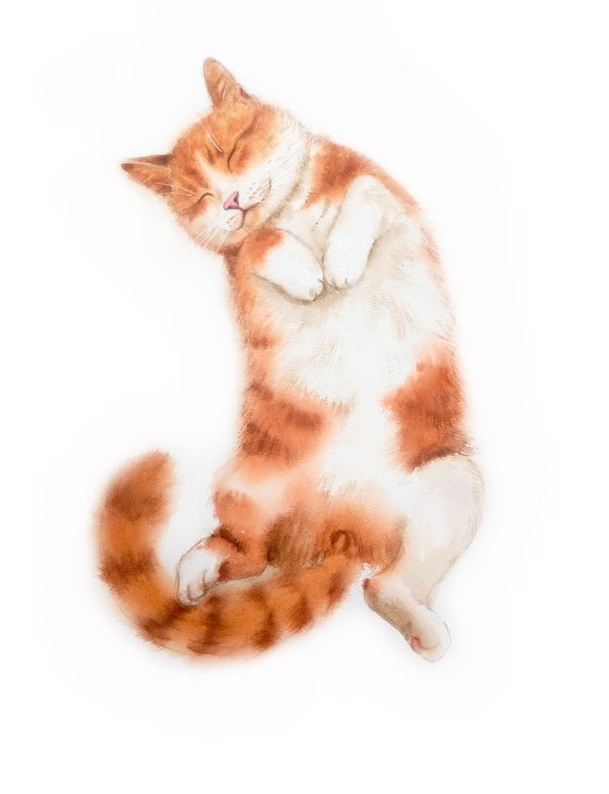 Ginger cat sleeping  - Red Cat - Red headed cat