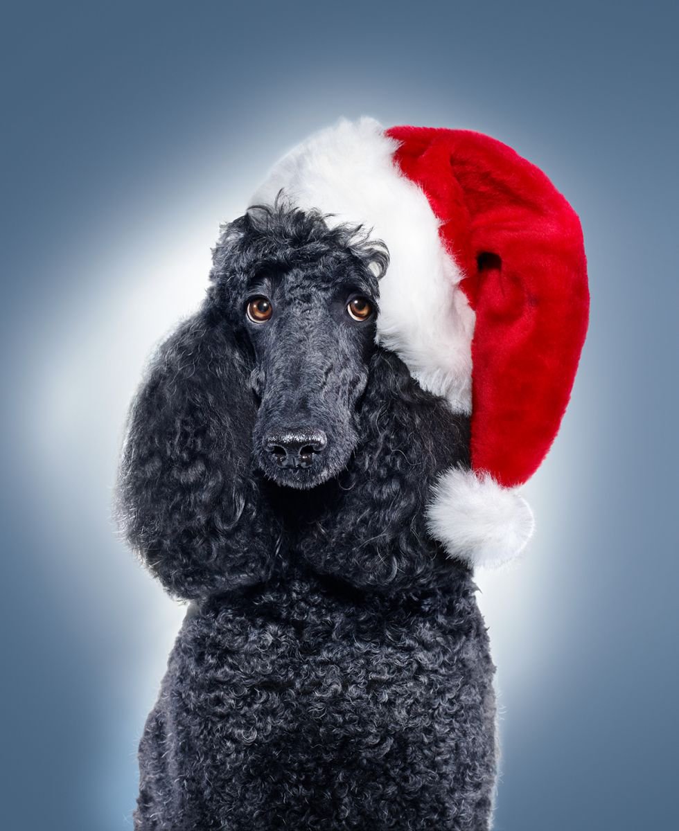 Photorealistic Animal Photograph By Gandee Vasan, 17 X 23, Merry Poodle Christmas!, Original Artwork