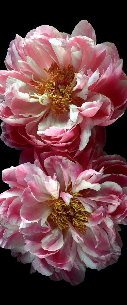 Two Pink Peonies by Nadia Culph