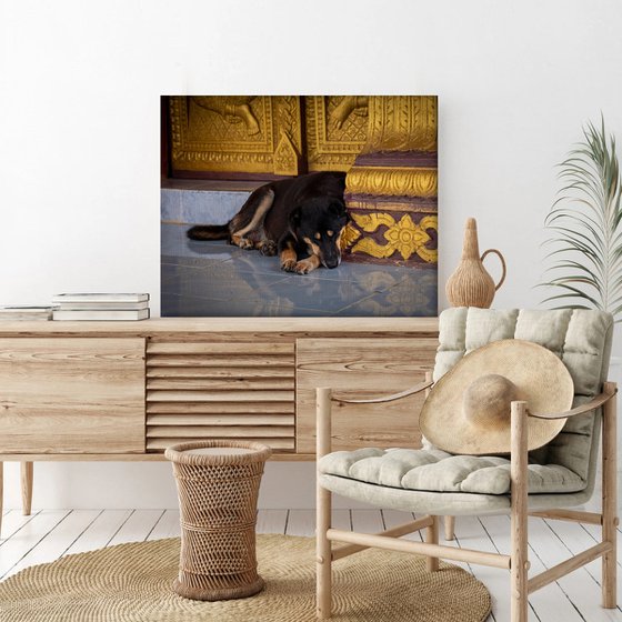 Temple Dogs of Laos No.5