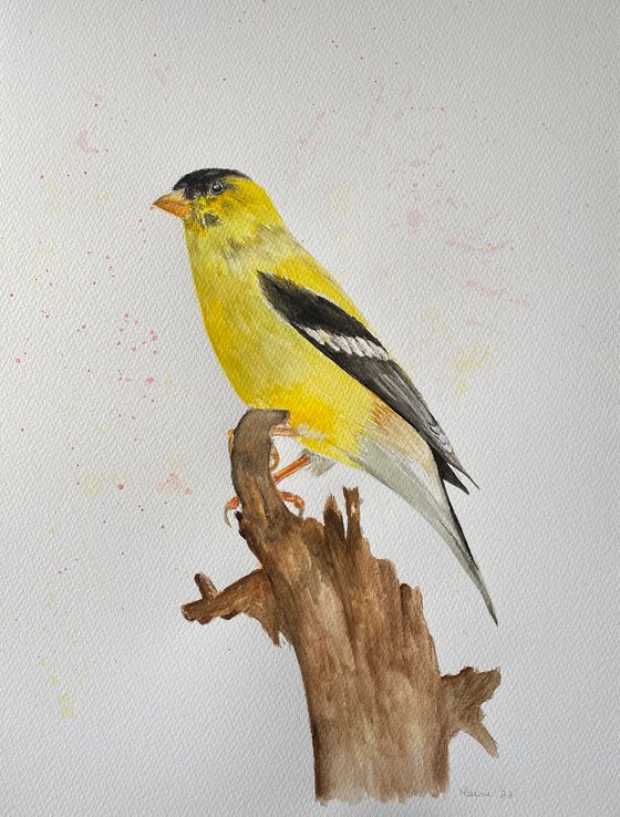 American goldfinch