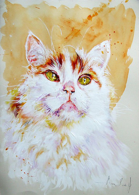 Turkish Van - Portrait of a Cat