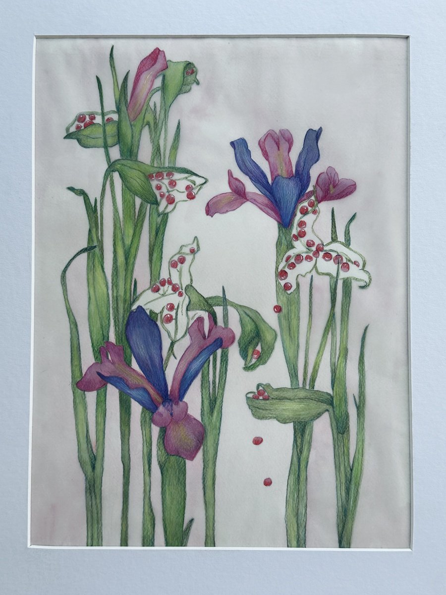 Graphic Botanical Pencil Drawing By Irina Anis, 12 X 16, Purple Botanical Irises, Original Artwork