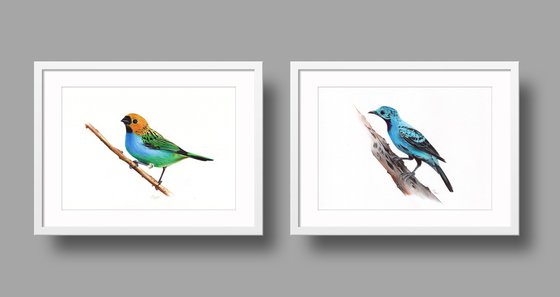 Birds Collection VIII