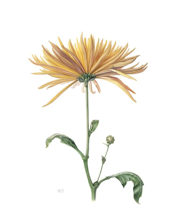 Yellow Chrysanthemum