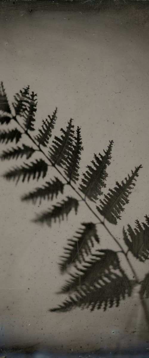 Fern I by Nicolas Laborie