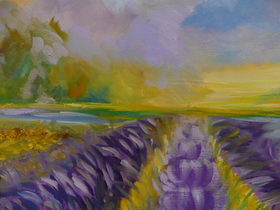 Lavender Fields 2025