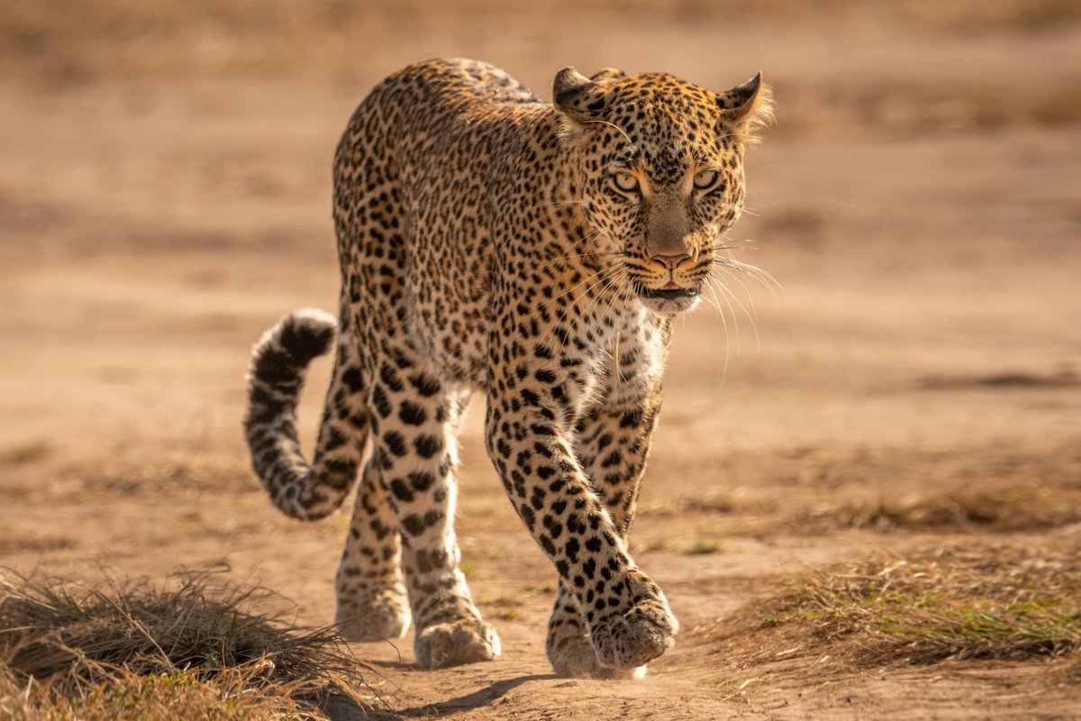 Photorealistic Animal Photograph By Nick Dale, 53 X 38", Cat Walk, Original Artwork