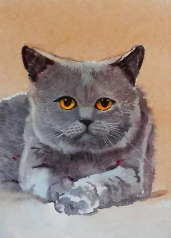 British cat, original watercolor 30x21 cm