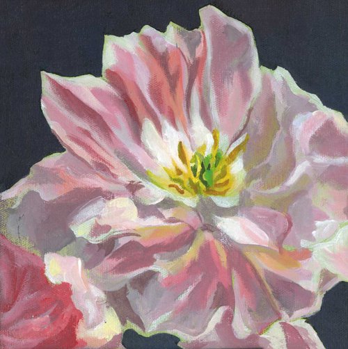 pink tulip by Alfred  Ng