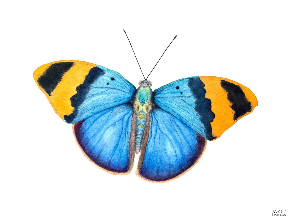 Illustrative Animal Watercolour By Tetiana Kovalova, 12 X 9", Charming Euphaedra Neophron, Original Artwork