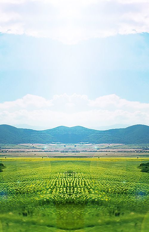 Sunflower Farm by Vanessa Stefanova