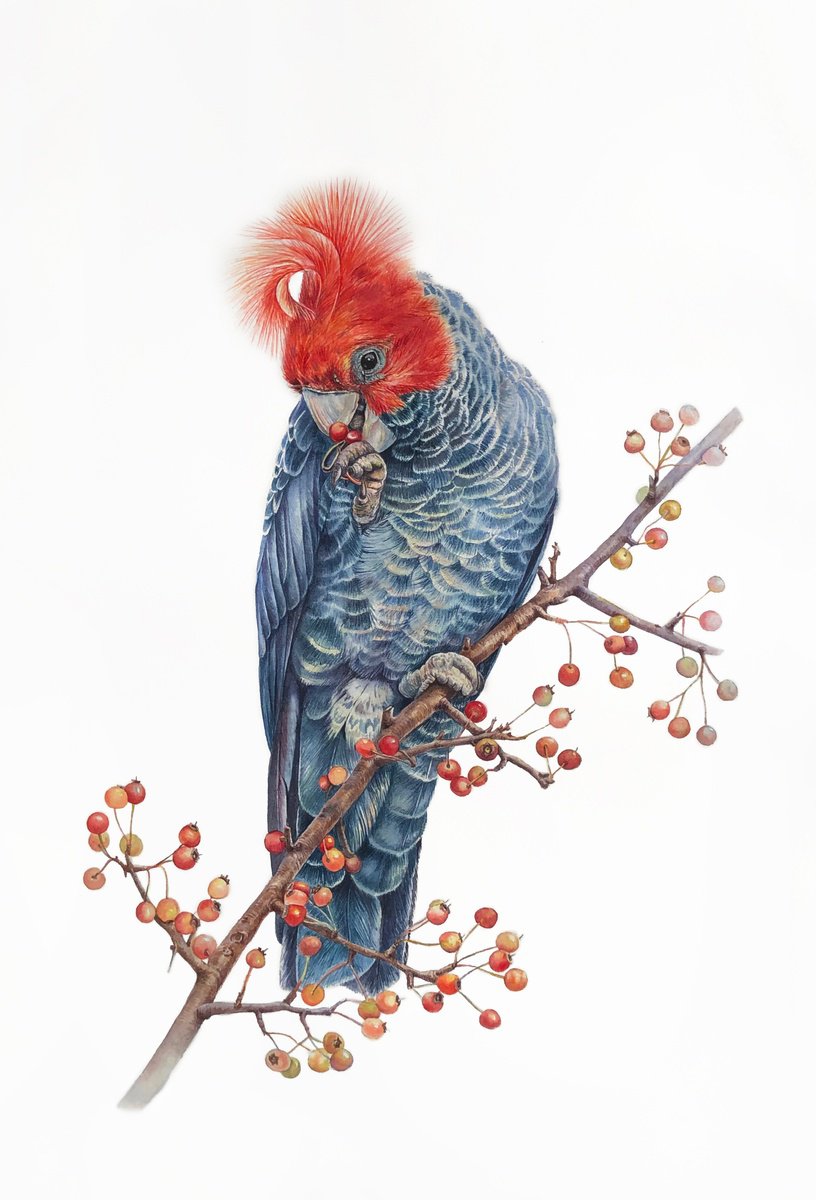 Photorealistic Watercolour , Helmeted Cockatoo. By Nataliia Kupchyk, 15 X 22, Artwork For Sale On Artfinder