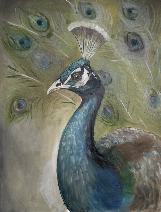 Portrait of a Peacock