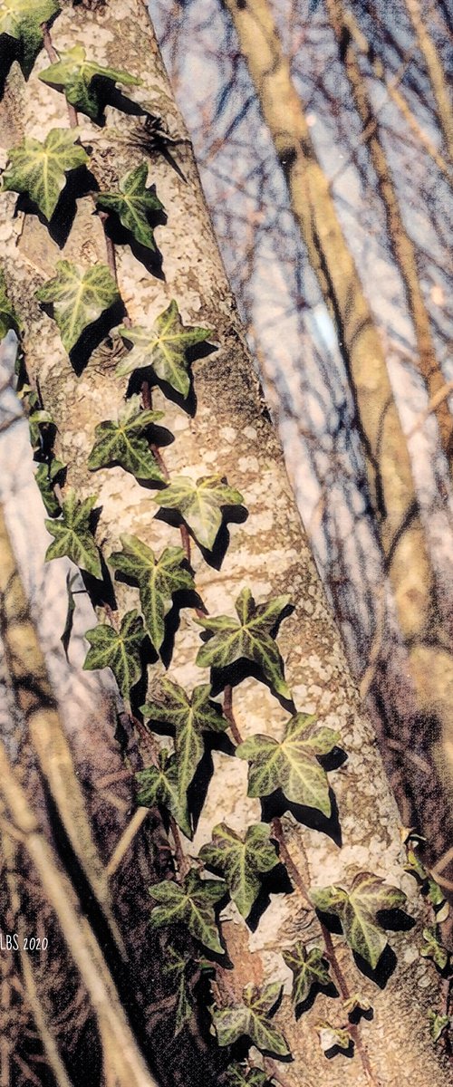 Ivy on Tree, Sant'Agata Sui Due Golfi, Sorrento, Italy by Barbara Storey