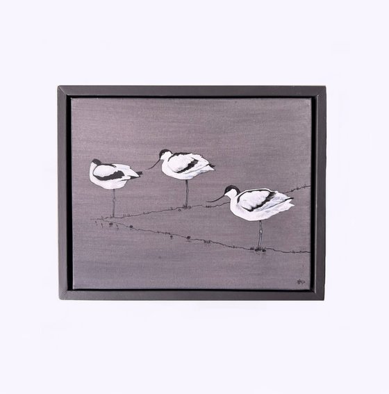 Avocets