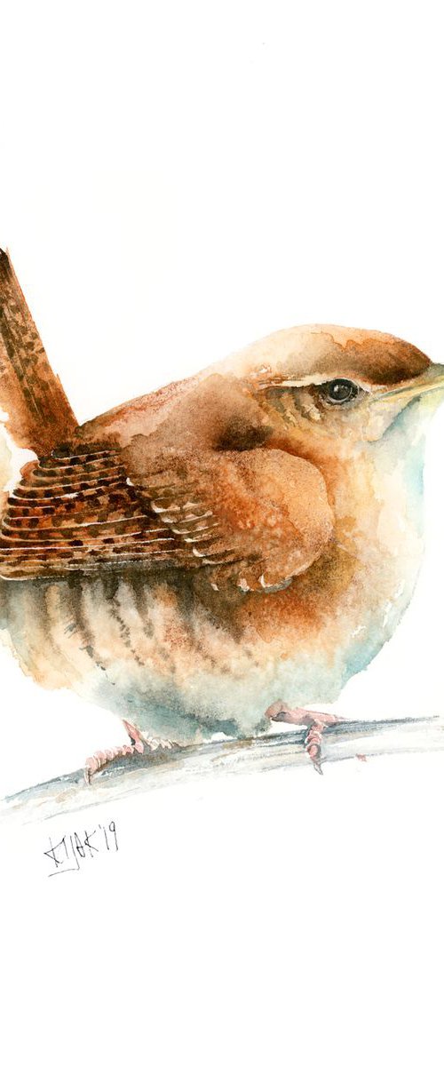 Wren, wildlife, birds watercolours by Karolina Kijak