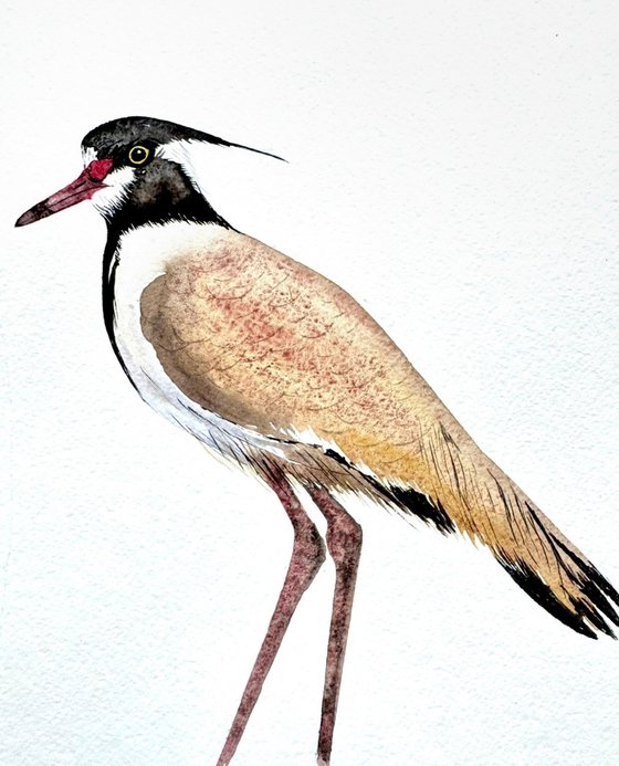 Twin birds Northern Lapwing