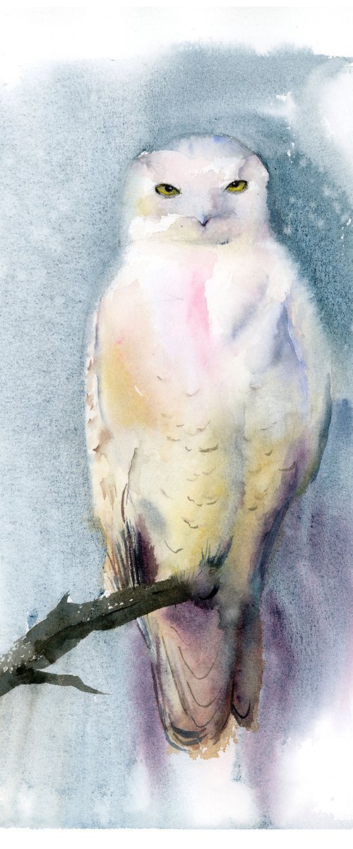 Snowy Owl by Olga Tchefranov (Shefranov)