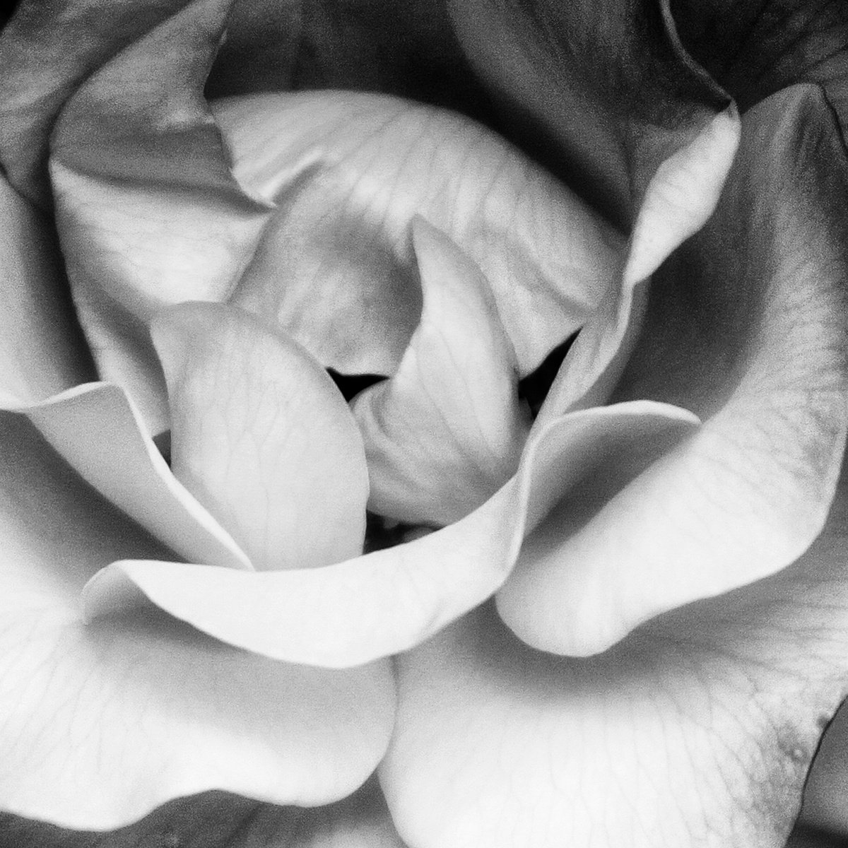 Expressive Botanical Photograph By William Dey, 22 X 22", Sapphire Rose Noir, Original Artwork