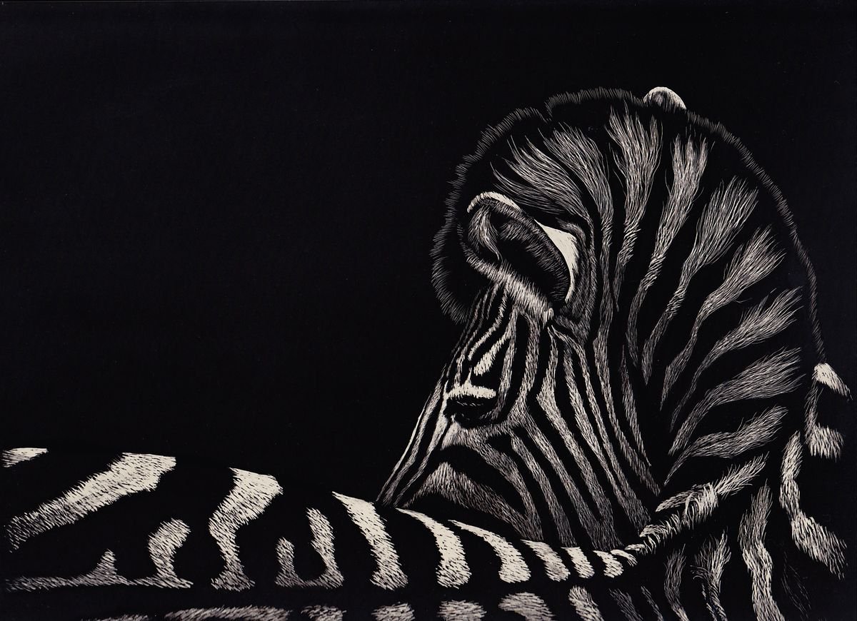 Resting Zebra by Dietrich Moravec