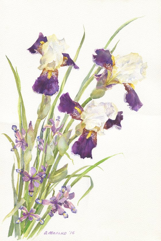 Small and large purple irises