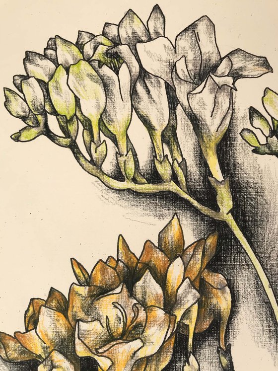 Freesia. one of a kind, original drawing.
