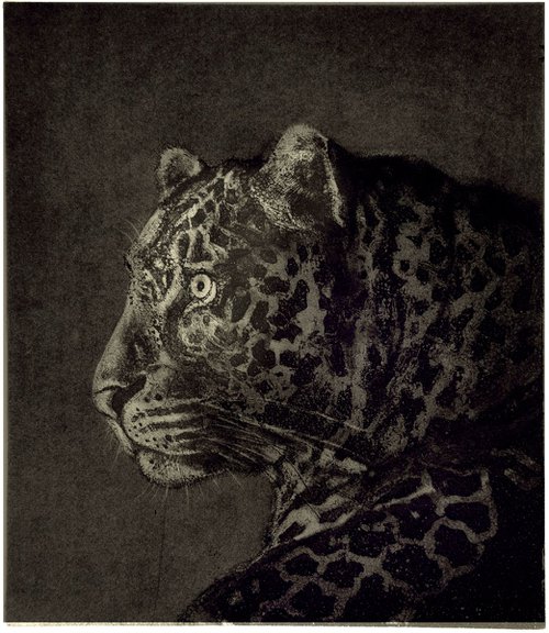 African Leopard etching by Isabel Hutchison