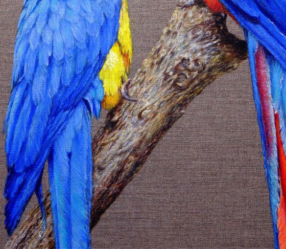 "Loving Macaws".