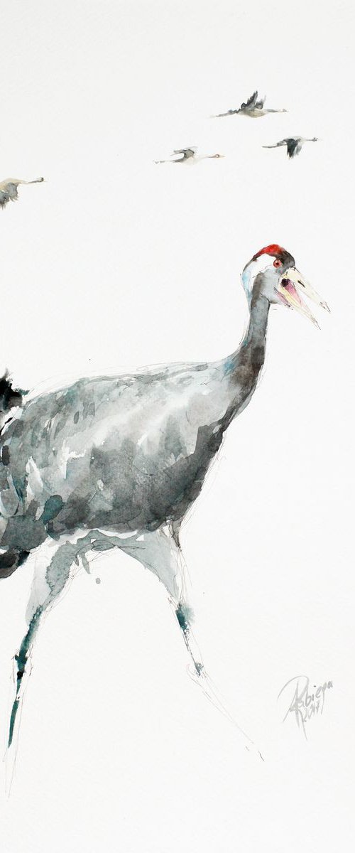 cranes (Grus grus) by Andrzej Rabiega