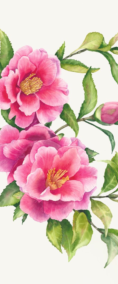 Camellia Branch by Oksana Abdukadyrova