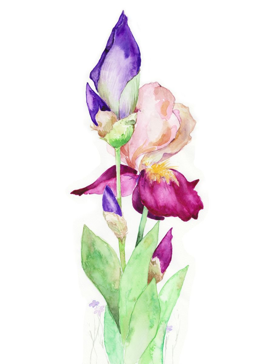 Irisis by Veselina Marinova