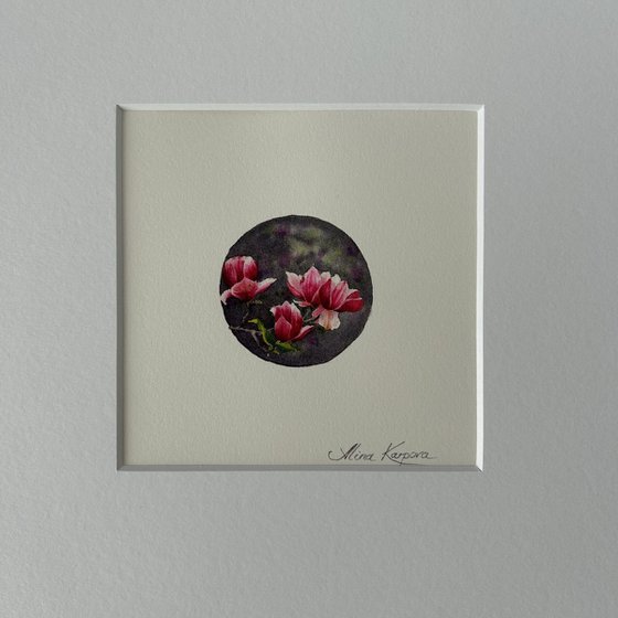 Magnolia miniature