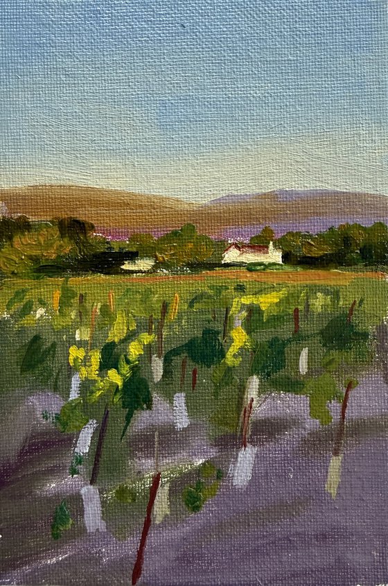 Sunset in the winery