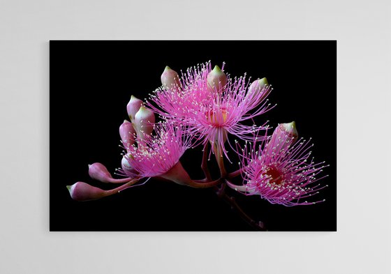 Pink Blossoming Gum
