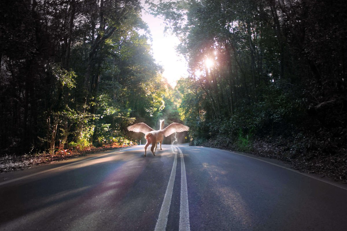 Surrealistic Animal Print By Vanessa T Stefanova, 25 X 18", Alpaca Road, Original Artwork