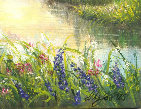 Sunset at the bluebonnet field