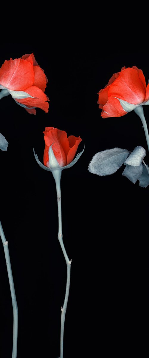 Three Roses by Paul Nash