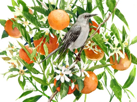 Mockingbird and Orange Tree