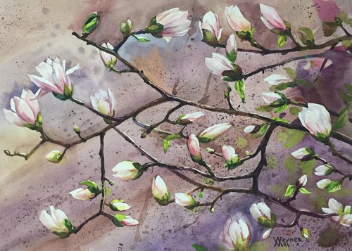 Spring flowers of Paris. Magnolia flowers. by Natalia Veyner