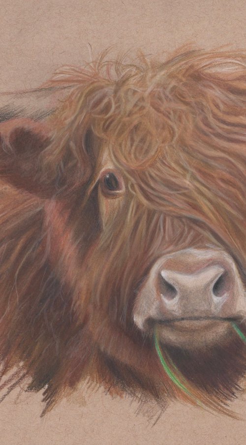 Highlander by Sarah Stowe