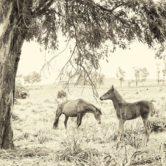 UNDER THE TREE