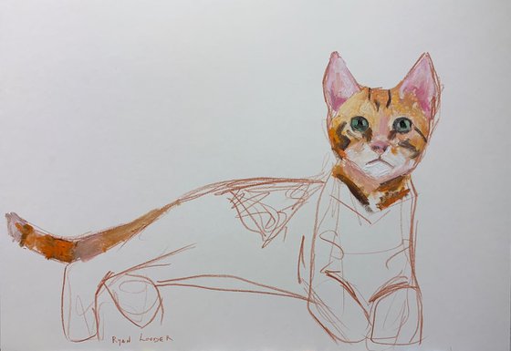 Ginger Cat Study 17x24