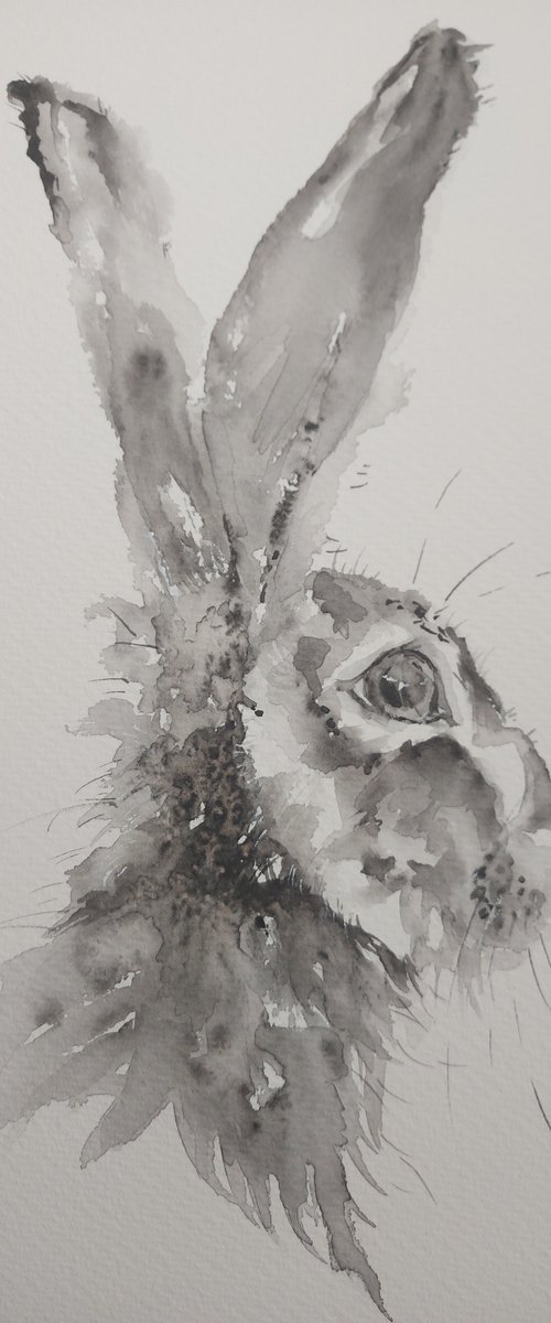 Monochrome hare by Sue  Green